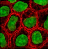 Cell Culture Basics